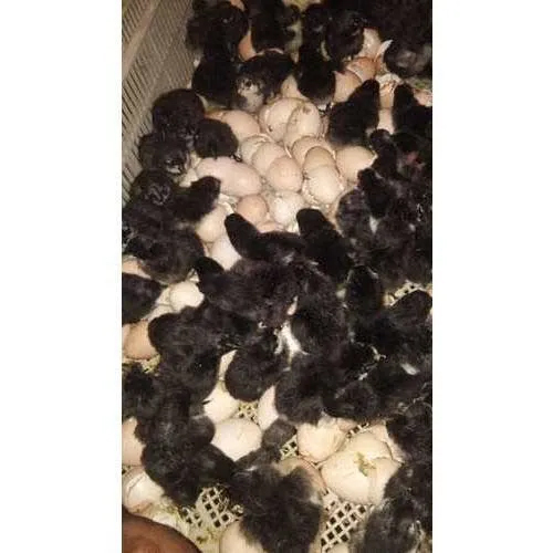 Kairali One Day Old Country Chicks
