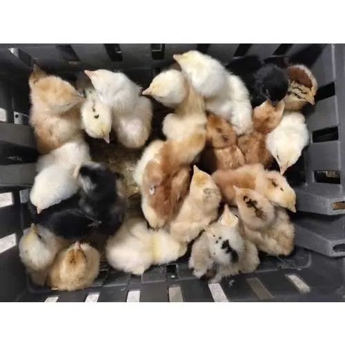 Country Chicken Chicks - Color: Multi Colour