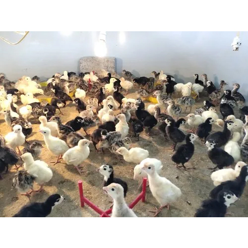 Turkey Farming Cage 1 Days Old Chicks - Color: Multi Colour