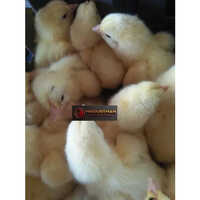 Male Layer Chicks - Color: Multi Colour