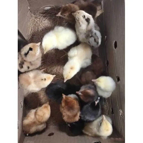 Svs Aseel Breed Chicks - Color: Multi Colour