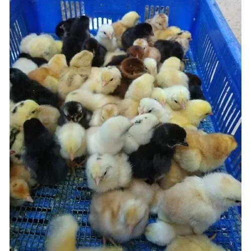 Natu Kodi Chicks - Color: Multi Colour