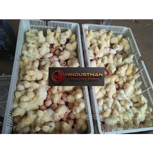 Cobb 430 Broiler Chicks - Color: Yellow