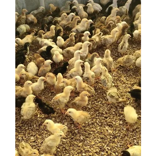 Rainbow Rooster Chicks Nadan Kozhy Chicks - Color: Multi Colour