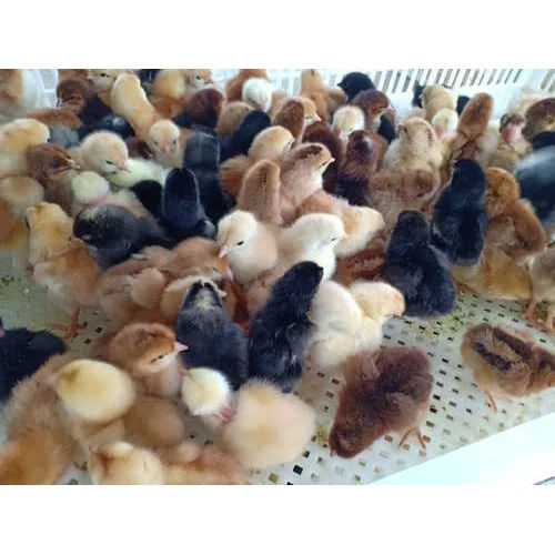 Poultry Farm Chick - Color: Multi Colour