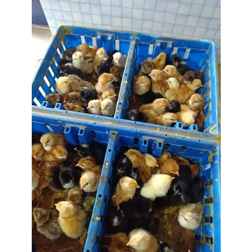 Banaraj Multicolour Chiks