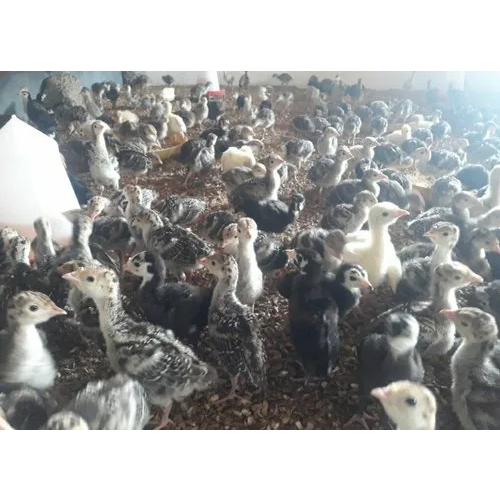 Male and Female Poultry Farm Chicks