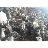 Male and Female Poultry Farm Chicks