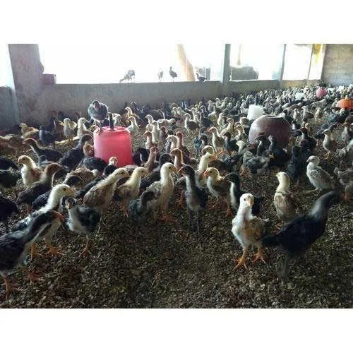 Aseel Chicks - Color: Multi Colour