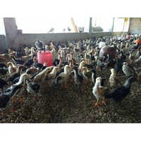 Aseel Chicks - Color: Multi Colour