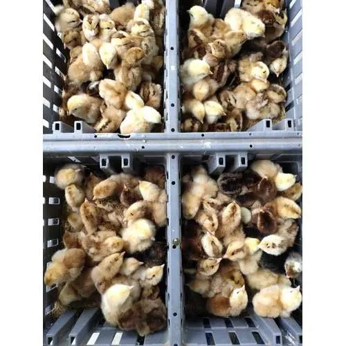 Vanaraja Chicks