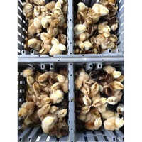 Vanaraja Chicks - Color: Multi Colour