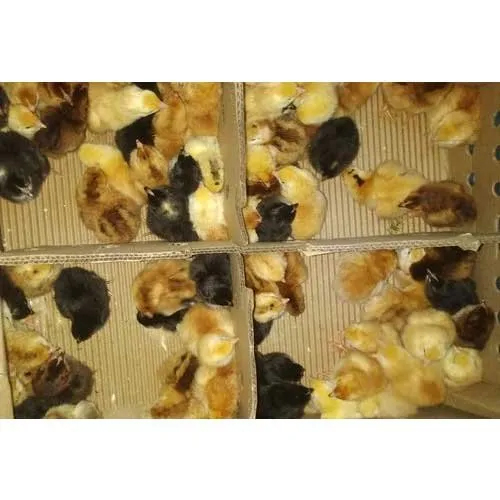 Gramapriya Chicks - Color: Multi Colour