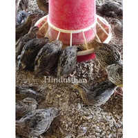 Kadai Layer Chicks - Color: Multi Colour