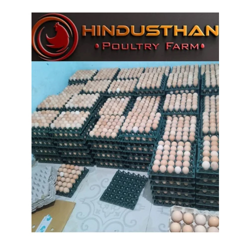 Brown Egg Desi Anda