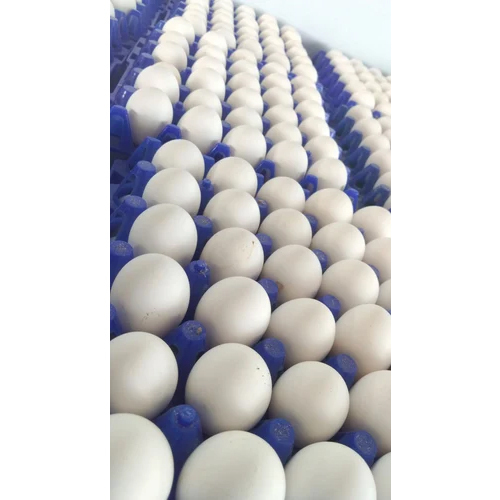 Broiler White Poultry Eggs