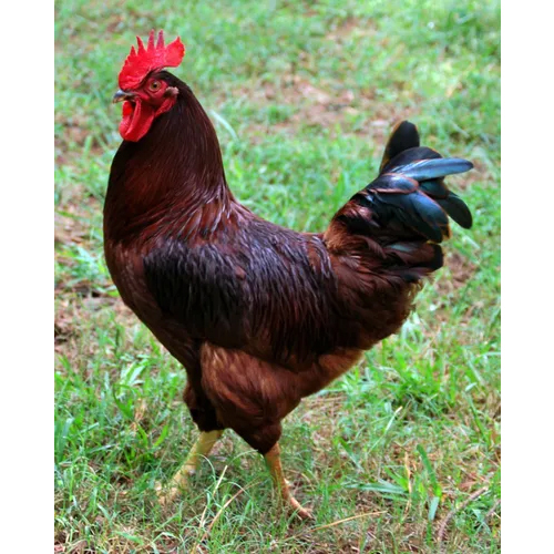 Rhode Island Red Chicken