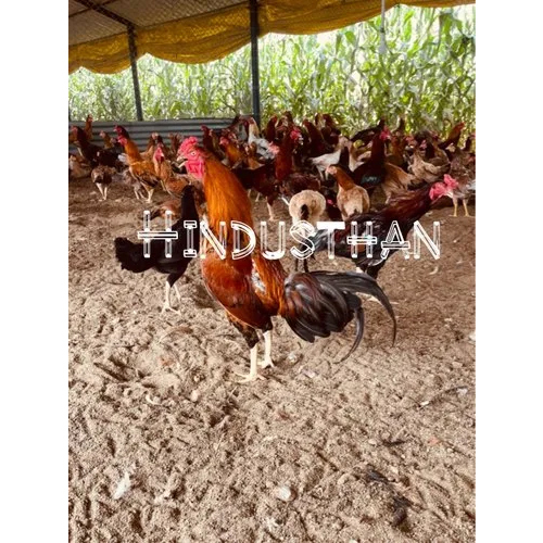 Aseel Country Chicken