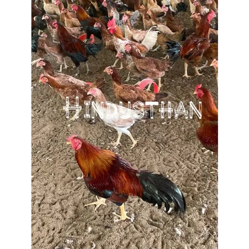 Aseel Nattu Kozhi Chicken
