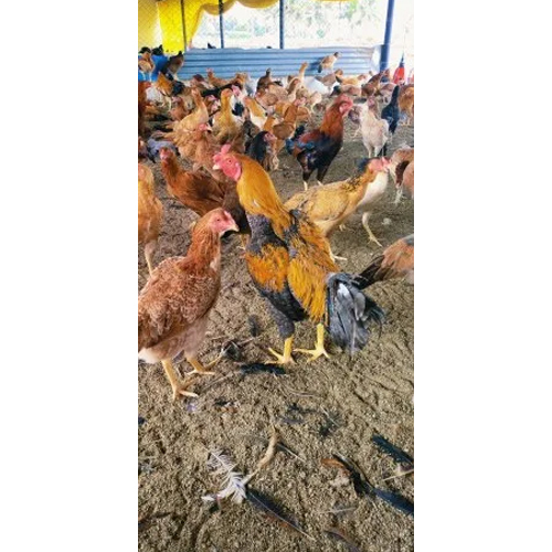 Pure Desi Country Chicken