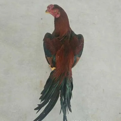 Asil Cross Chicken