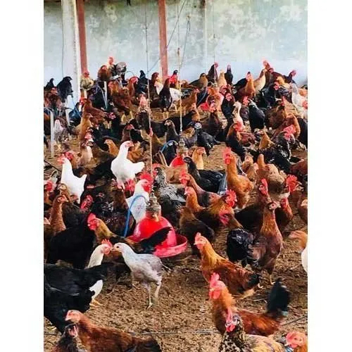 Peruvidai Siruvidai koli Chicken