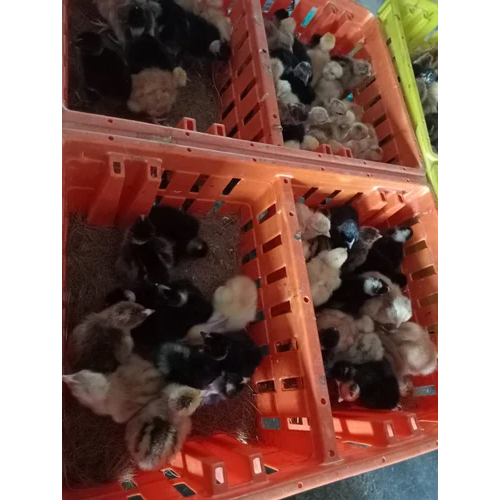 Naked Neck Day Old Chicks