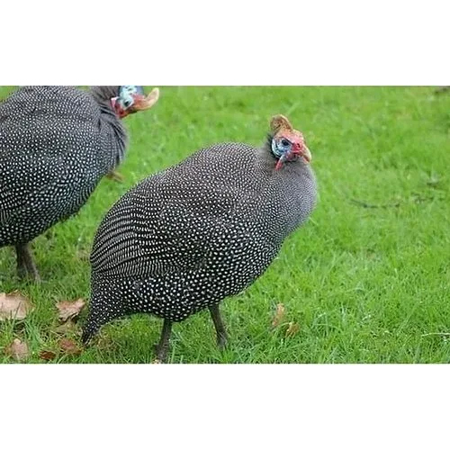 Helmeted Guinea One Month Old Fowl