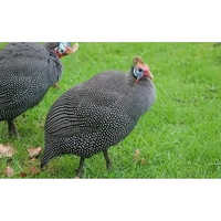 Helmeted Guinea One Month Old Fowl
