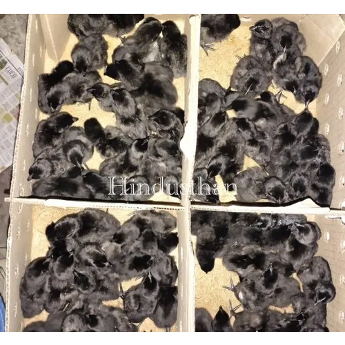 Pure Zed Black Kadaknath Chicks - Gender: Male