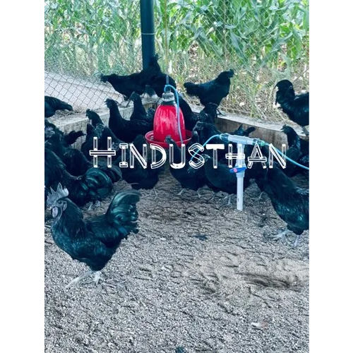 Kadaknath Hen Chicken And Chicks - Color: Black