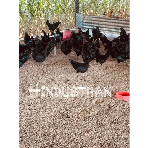 Karinkozhi Chicks - Breed: Kadaknath