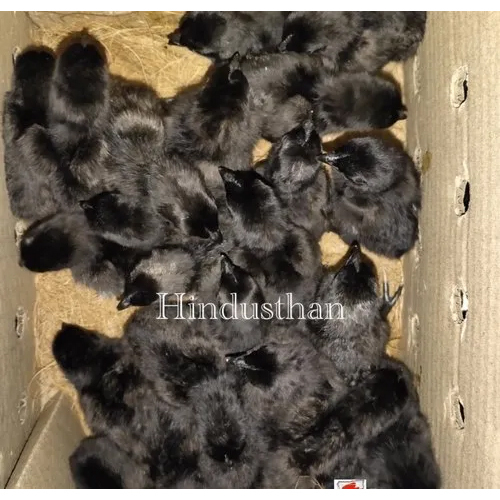 Z Black Kadaknath Kalimasi Chicks - Gender: Male