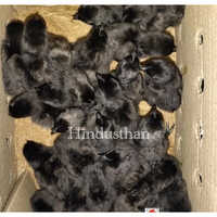 Z Black Kadaknath Kalimasi Chicks - Gender: Male