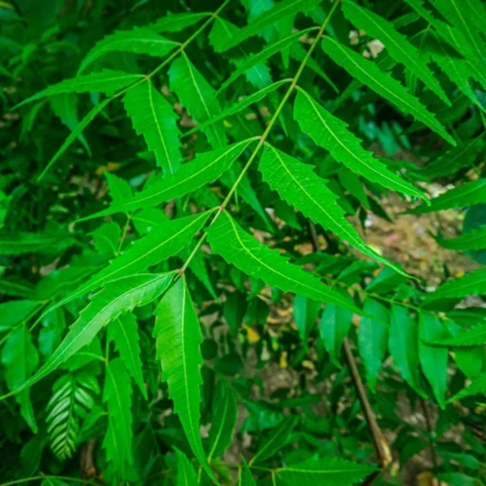 Neem Tablets