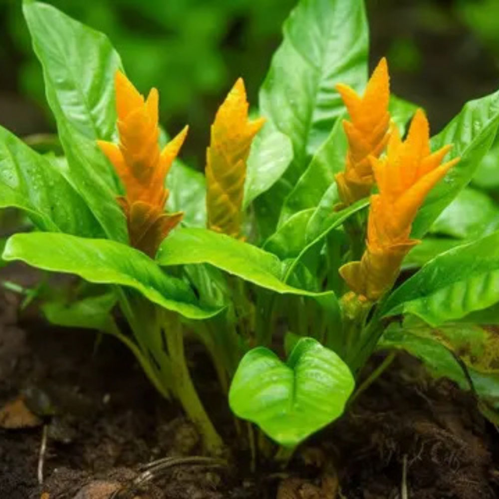 Turmeric Tablets