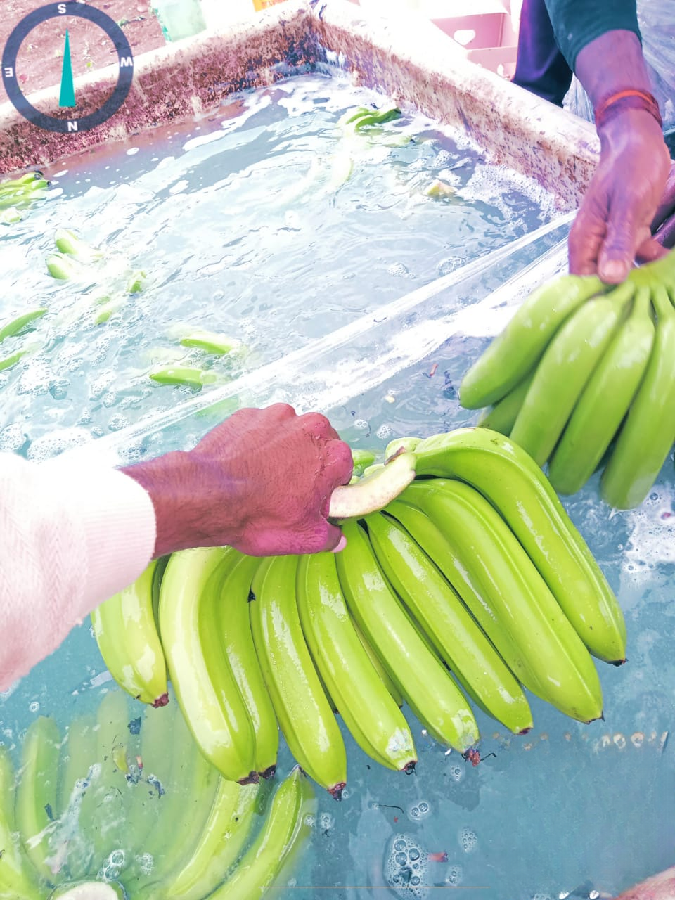 Fresh Green banana