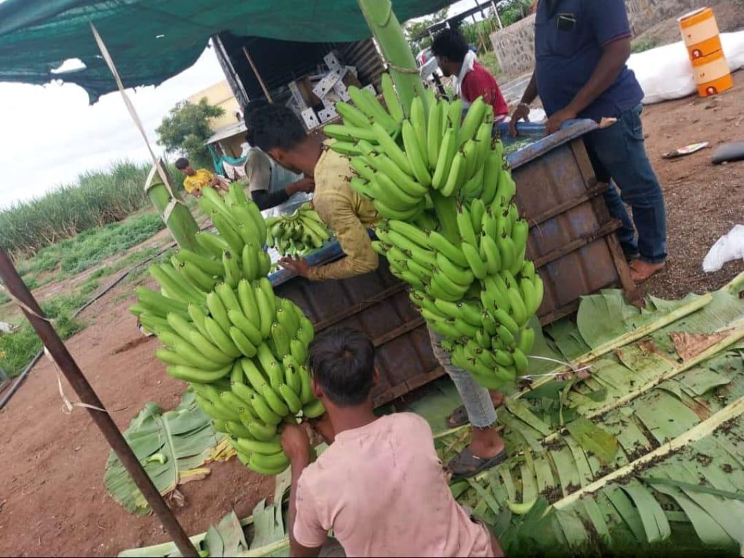 Fresh Green banana