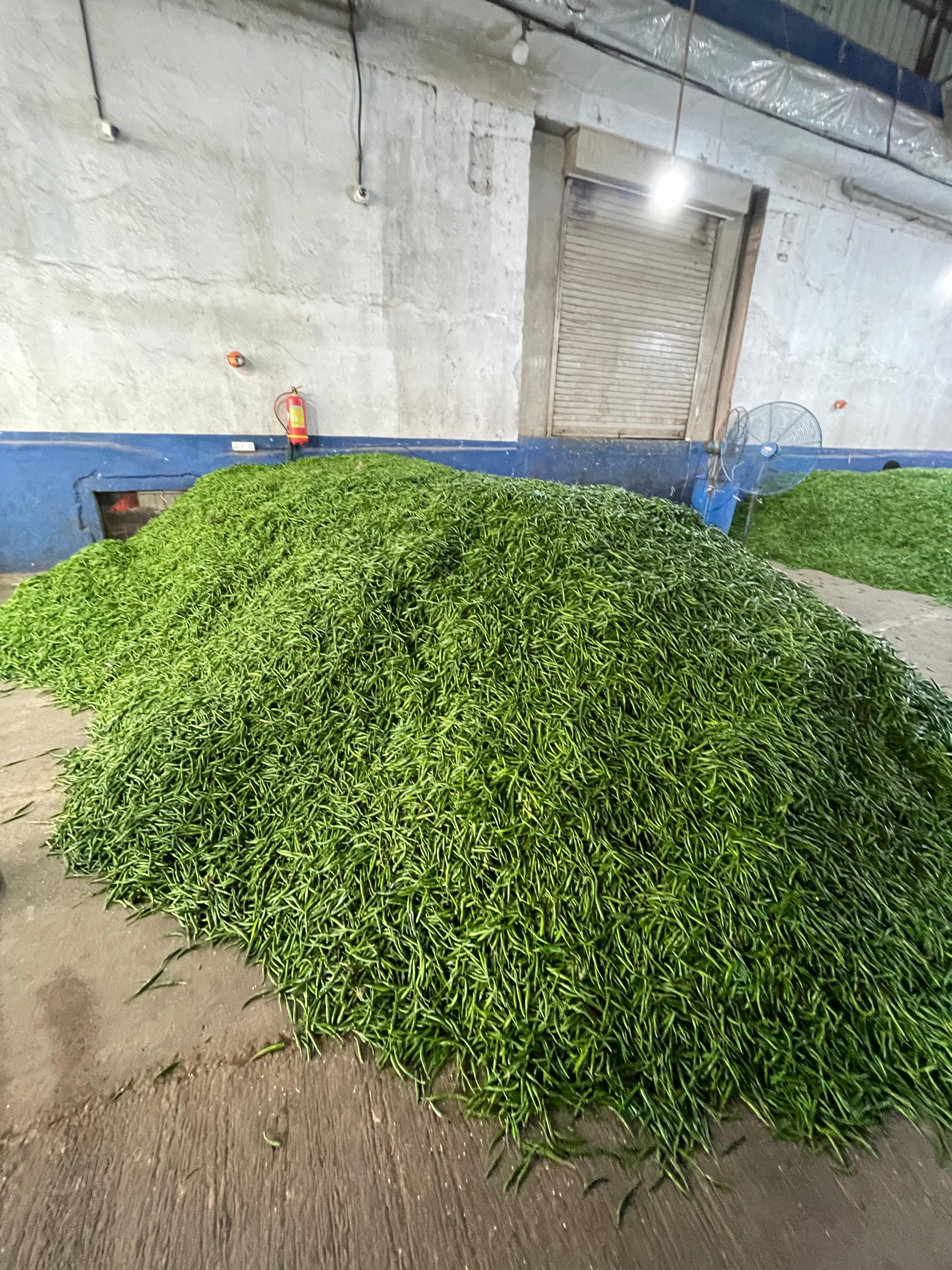 Fresh Green Chillies