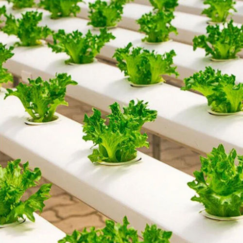 Agricultural Hydroponic System - Feature: High Quality