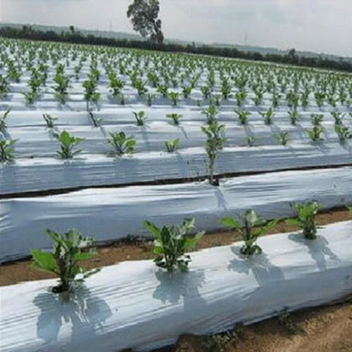 Agriculture Mulching Sheet 30 Micron - Frame Material: Pvc