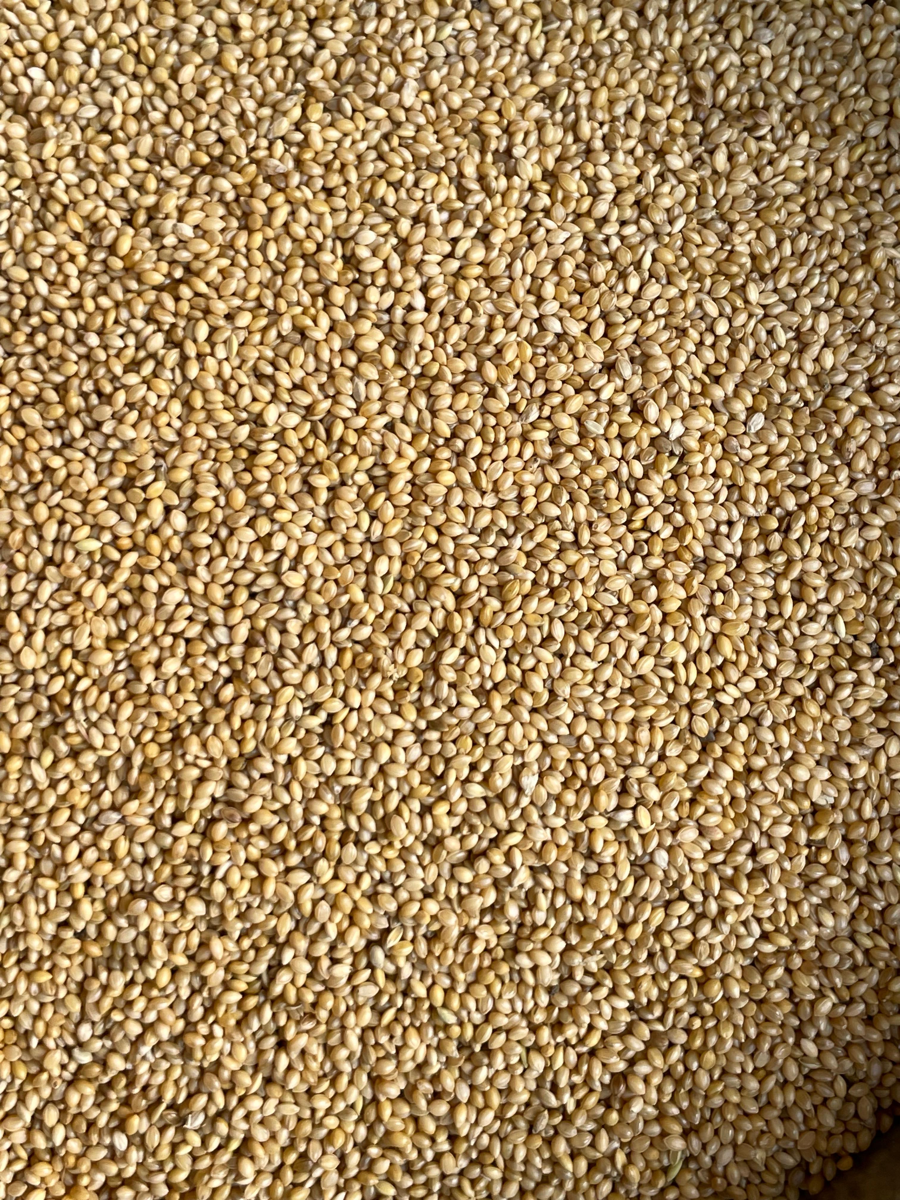 Sesbania Seed