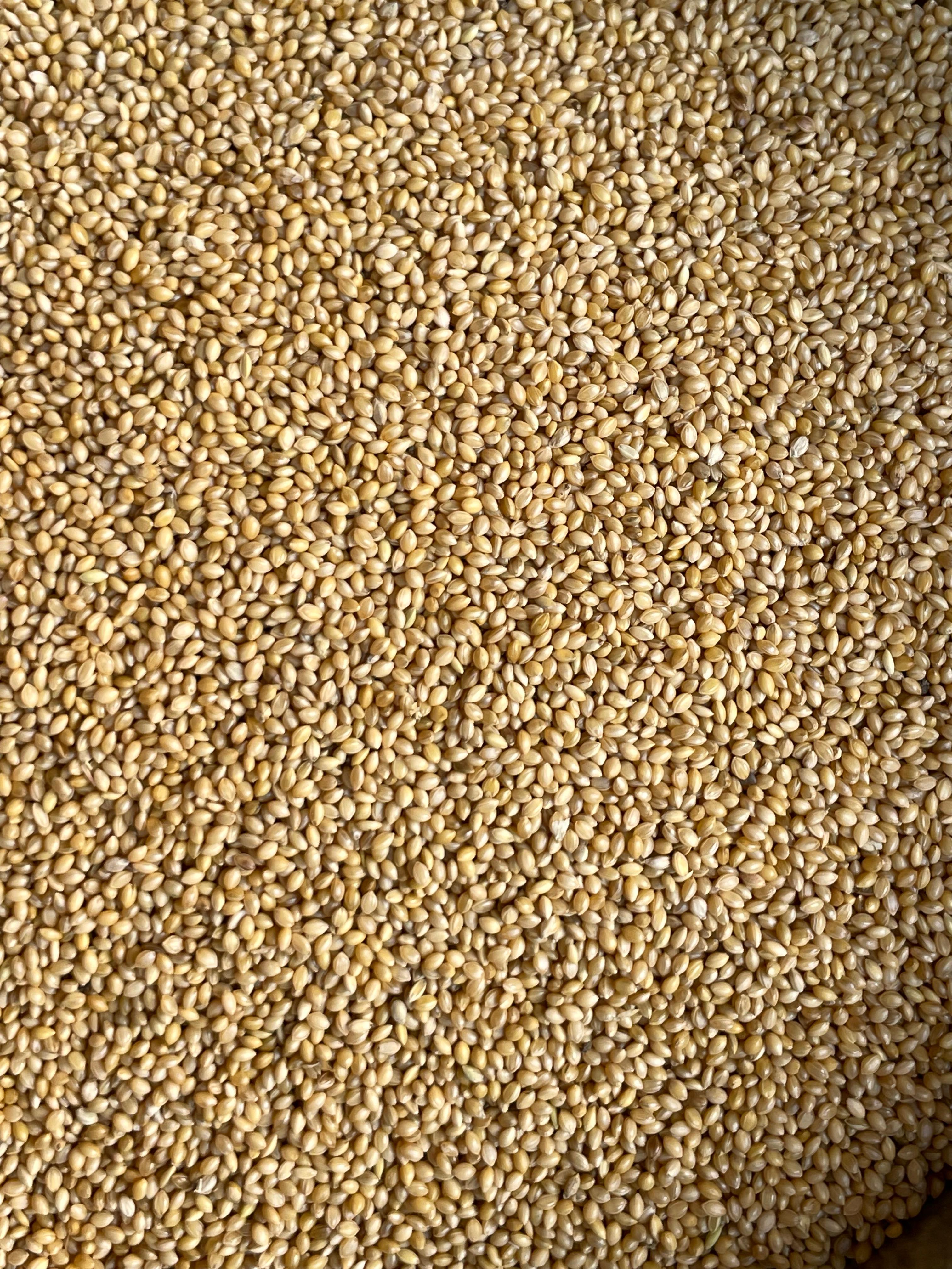Foxtail Millet (Navane) - Admixture (%): No
