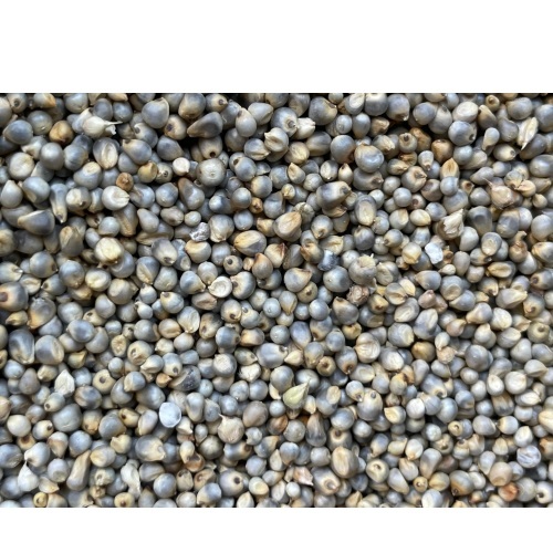 Black Bajra