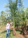 Date palm plant