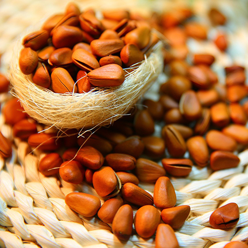 Pine Nuts