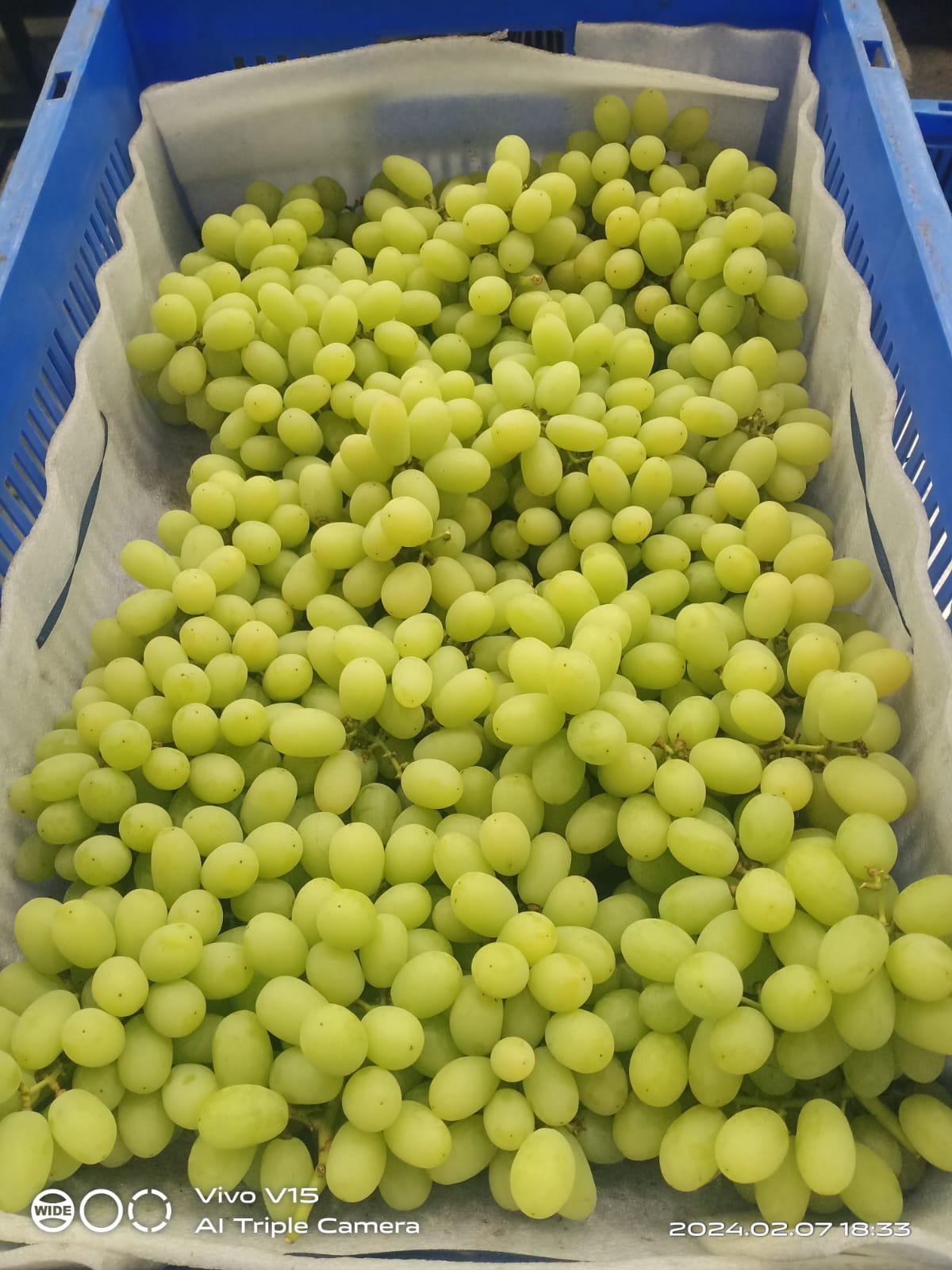 Fresh Green Grapes