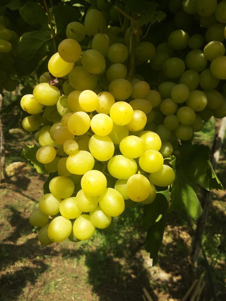 Fresh Green Grapes