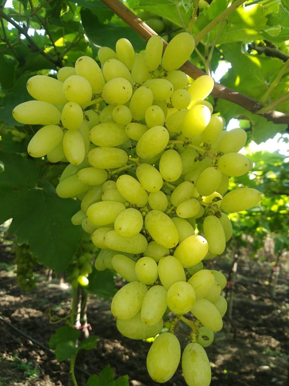 Fresh Green Grapes