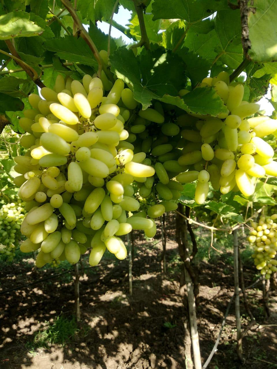 Fresh Green Grapes